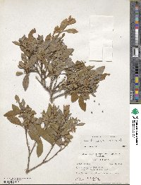 Lyonia ferruginea image