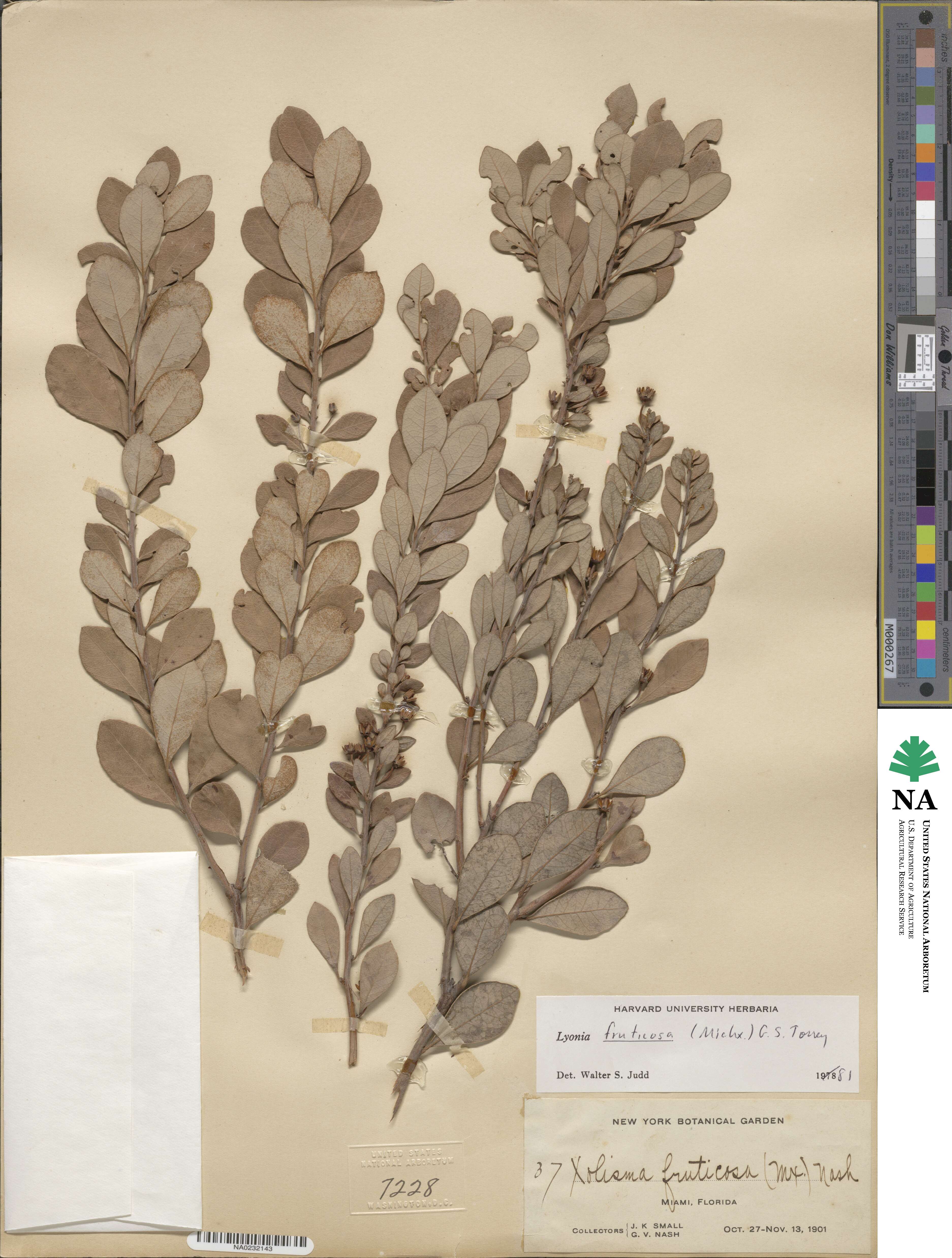 Lyonia fruticosa image