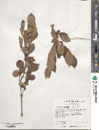 Lyonia ligustrina image