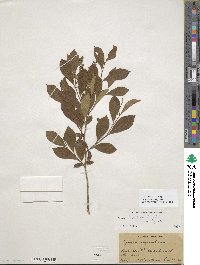 Lyonia ligustrina image