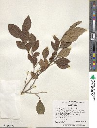 Lyonia ligustrina image