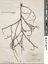 Lyonia ligustrina image