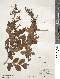 Lyonia ligustrina image