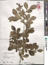 Lyonia ligustrina image