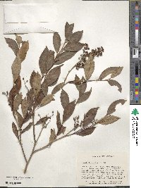 Lyonia ligustrina image