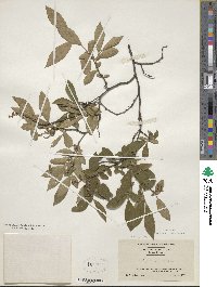 Lyonia ligustrina image