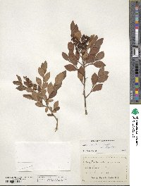 Lyonia ligustrina image