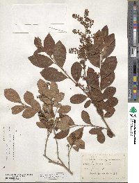 Lyonia ligustrina image