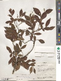 Lyonia ligustrina image