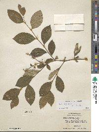 Lyonia ligustrina image