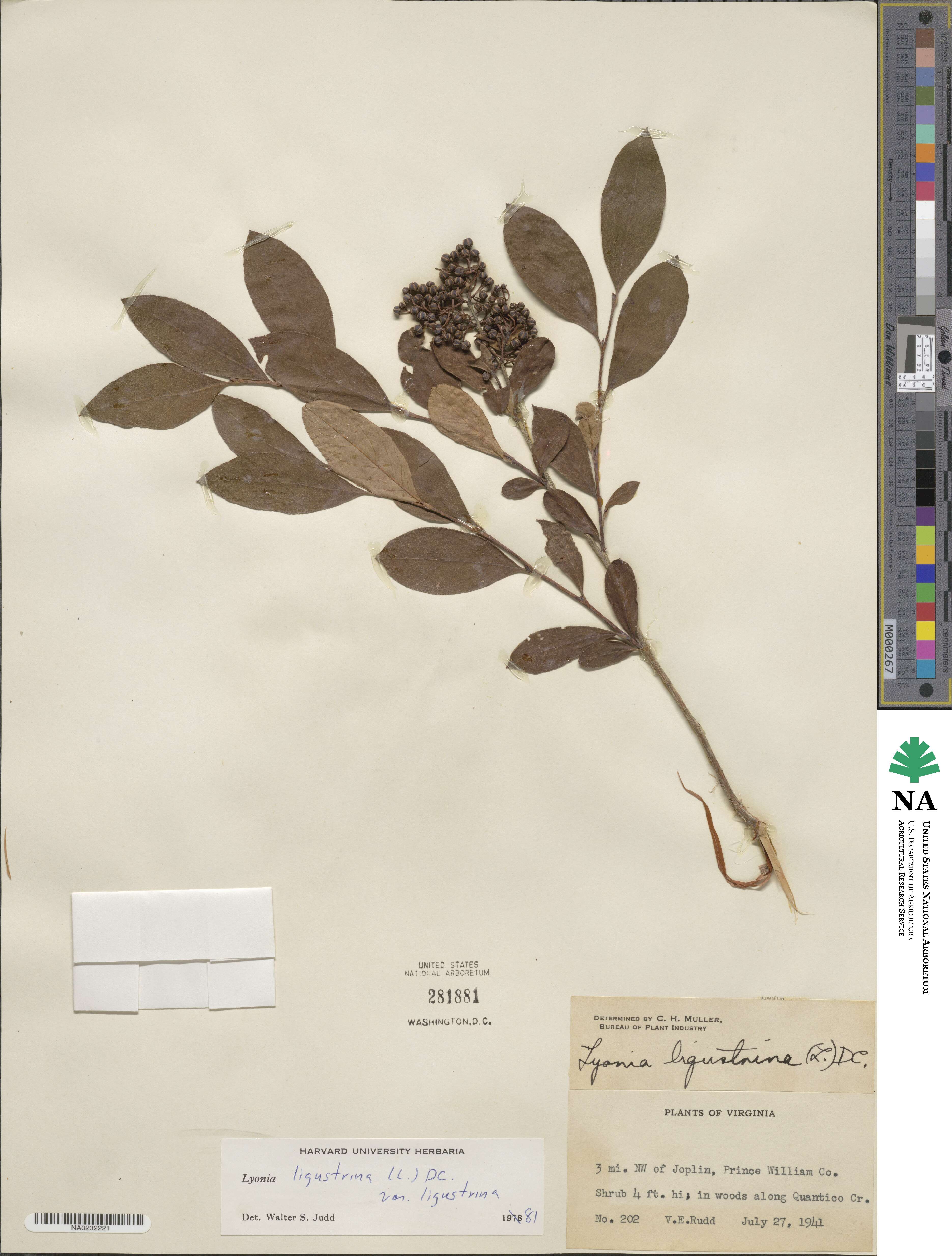 Lyonia ligustrina image