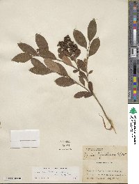 Lyonia ligustrina image