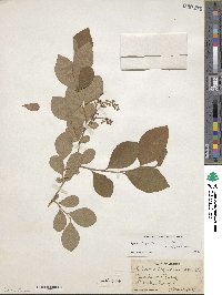 Lyonia ligustrina image