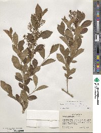 Lyonia ligustrina image