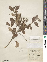 Lyonia ligustrina image