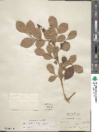 Lyonia ligustrina image