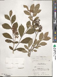 Lyonia ligustrina image