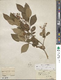 Lyonia ligustrina image