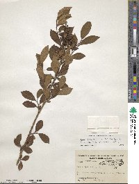 Lyonia ligustrina image