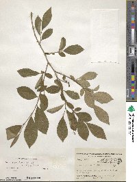 Lyonia ligustrina image