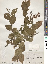 Lyonia ligustrina image