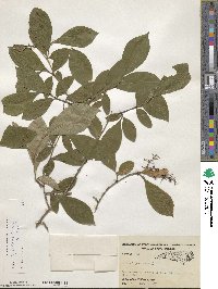 Lyonia ligustrina image