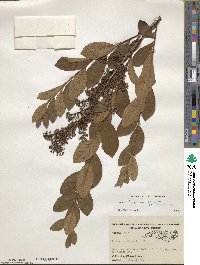 Lyonia ligustrina image