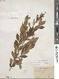 Lyonia ligustrina image