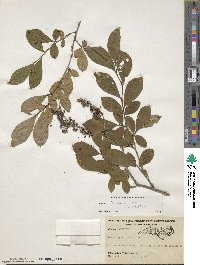 Lyonia ligustrina image