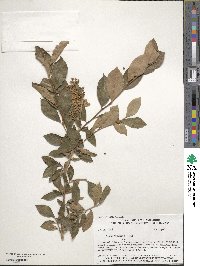 Lyonia ligustrina image