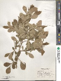 Lyonia ligustrina image