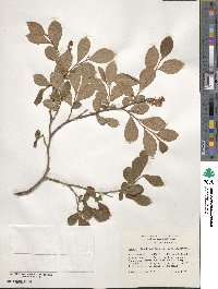 Lyonia ligustrina image