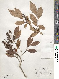 Lyonia ligustrina image