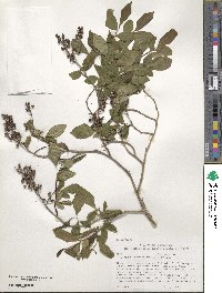 Lyonia ligustrina image