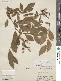 Lyonia ligustrina image