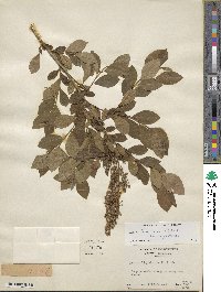 Lyonia ligustrina image