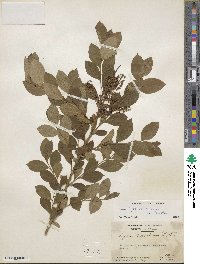 Lyonia ligustrina image