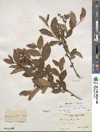 Lyonia ligustrina image