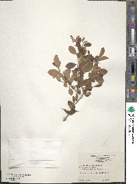 Lyonia ligustrina image