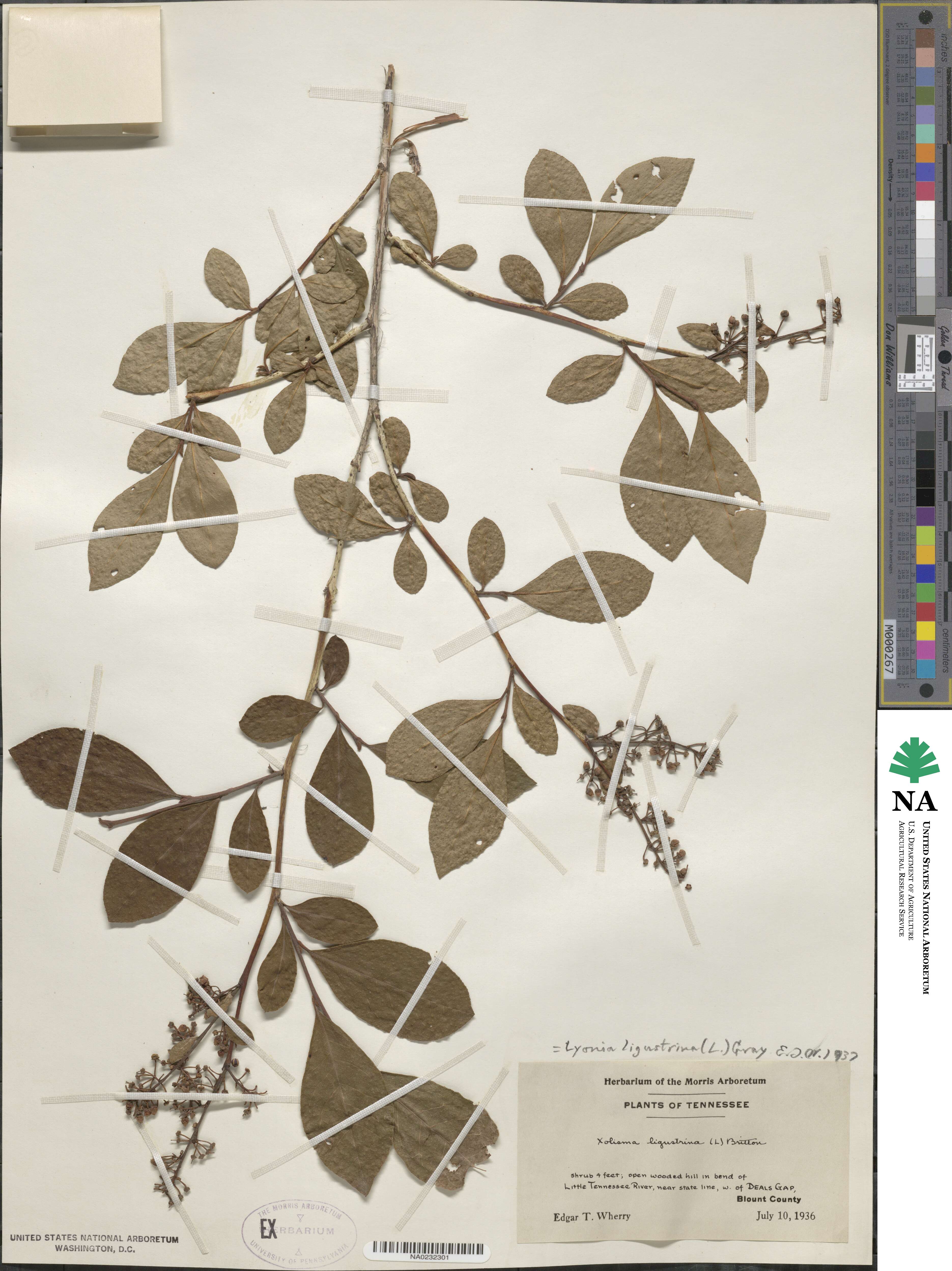 Lyonia ligustrina image