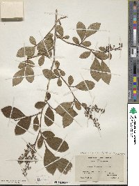 Lyonia ligustrina image