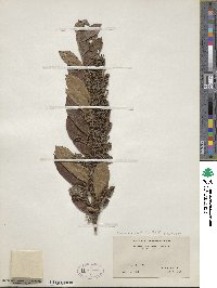 Lyonia ligustrina image