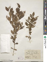 Lyonia ligustrina image