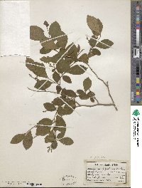 Lyonia ligustrina image