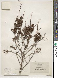 Lyonia ligustrina image