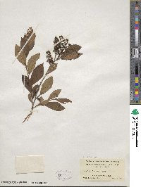 Lyonia ligustrina image