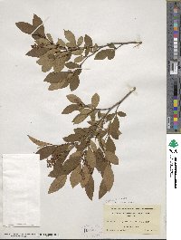 Lyonia ligustrina image