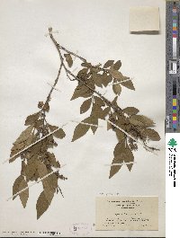 Lyonia ligustrina image