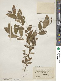 Lyonia ligustrina image