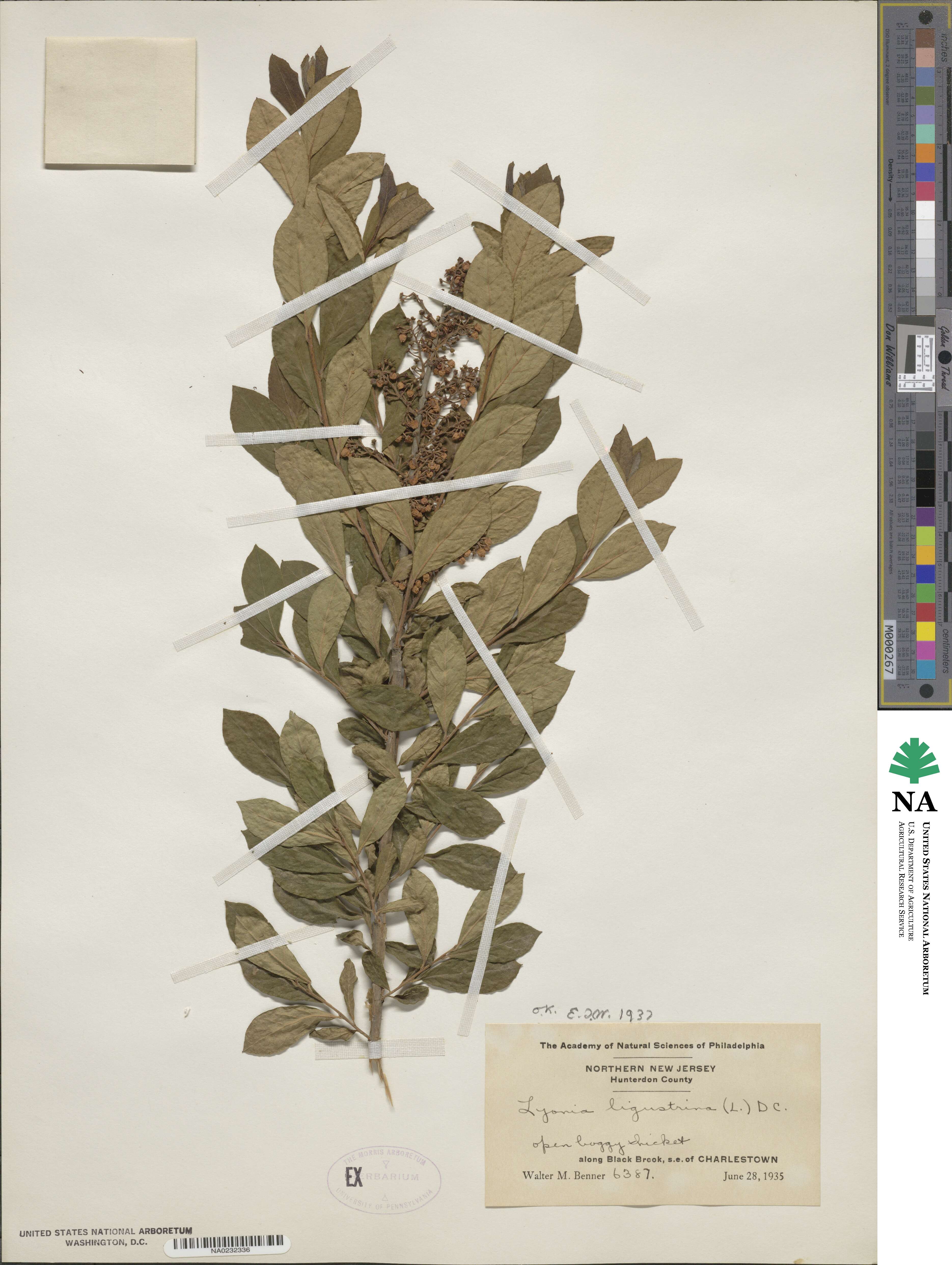 Lyonia ligustrina image